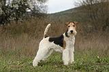 FOX TERRIER 501